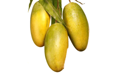 Mango Dasheri Plant