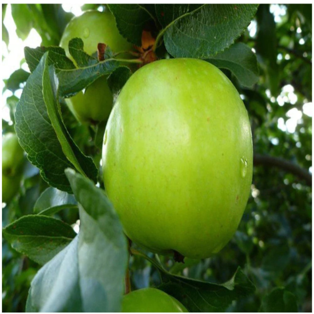 Apple Green (Grafted) – Fruit Plants & Tree