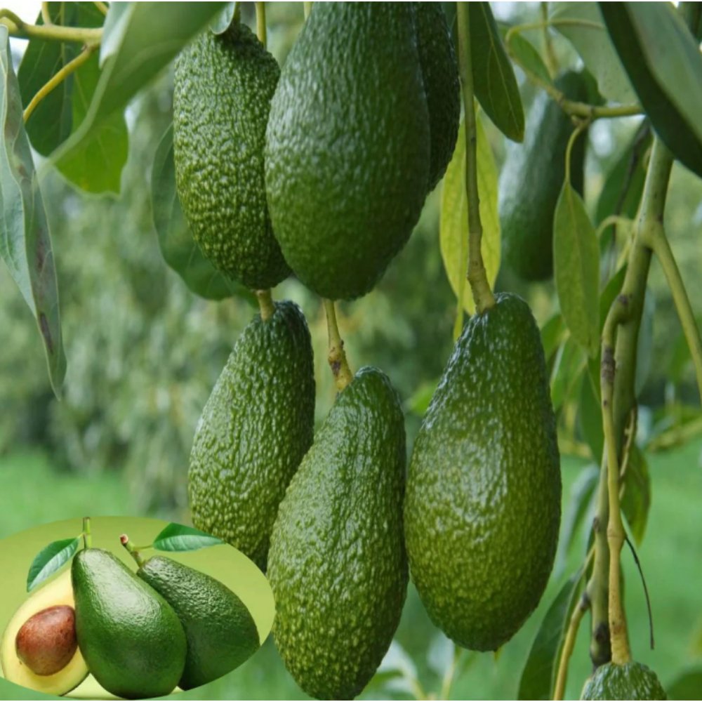 Avocado (Grafted) – Fruit Plants & Tree