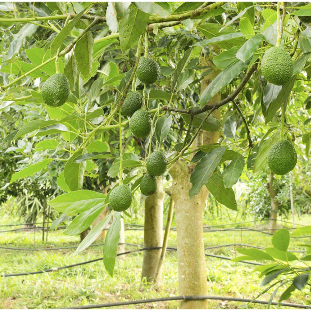 Avocado Plant (Grafted) – Fruit Plants & Tree