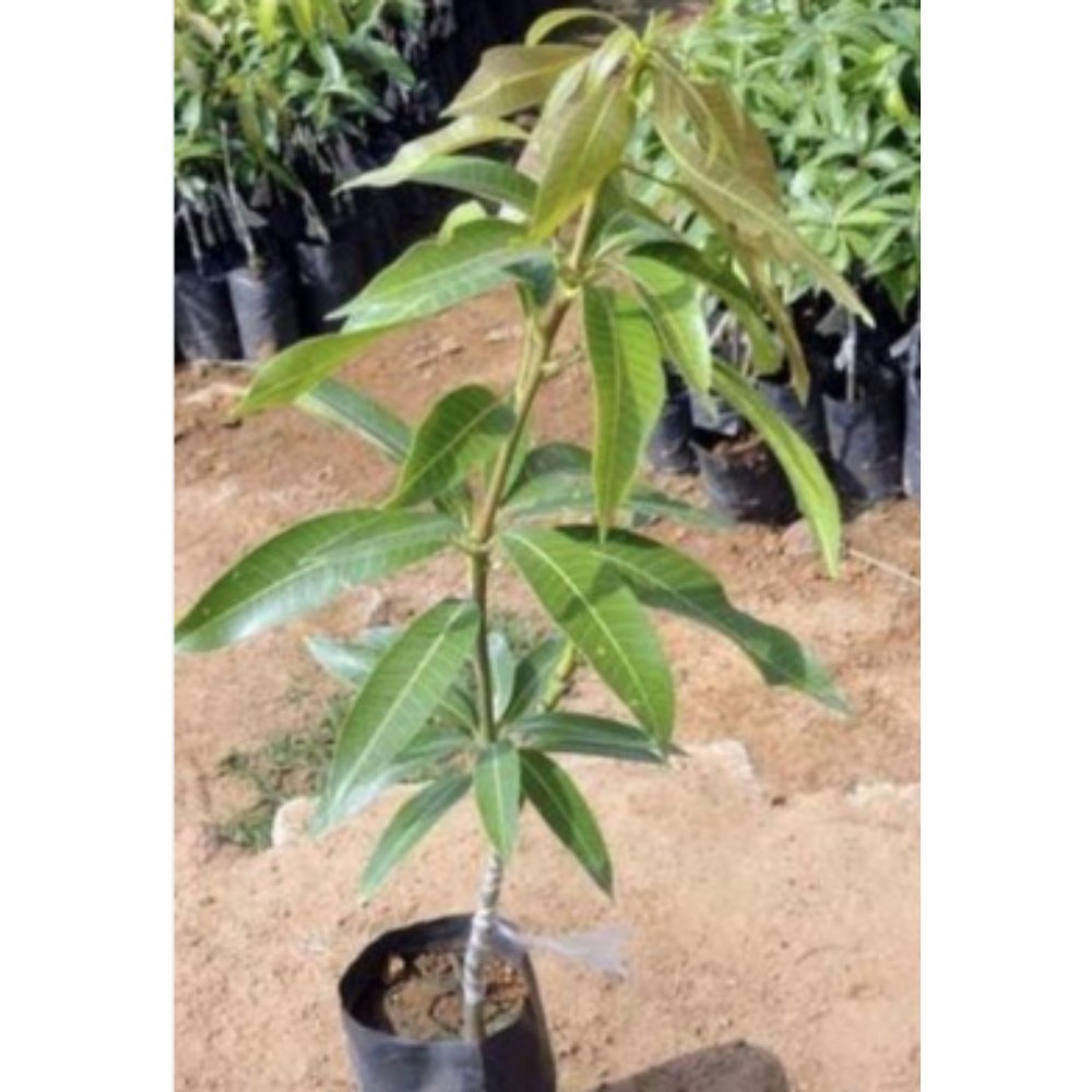 BARI-11 Mango Plant & Tree