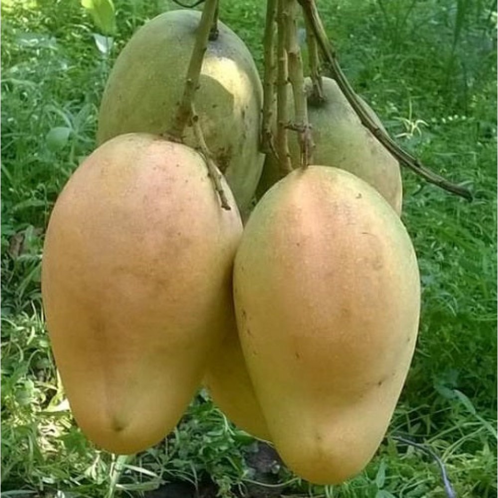 BARI-11 Mango Plant