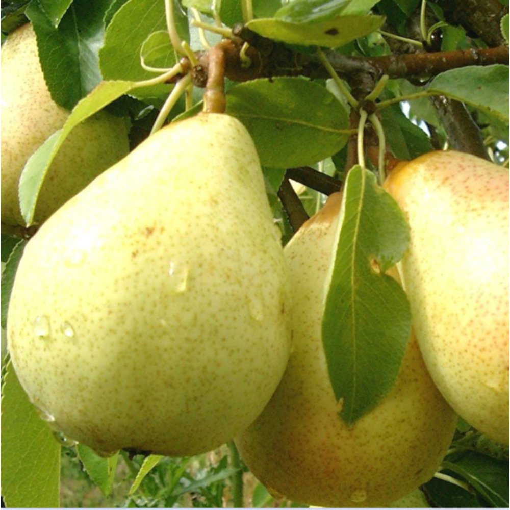 Babugosha Fruit Plants & Tree Indian Pear –