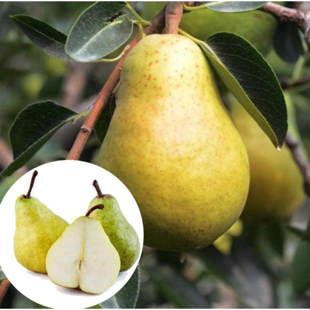 BabugoshaIndian Pear – Fruit Plants & Tree