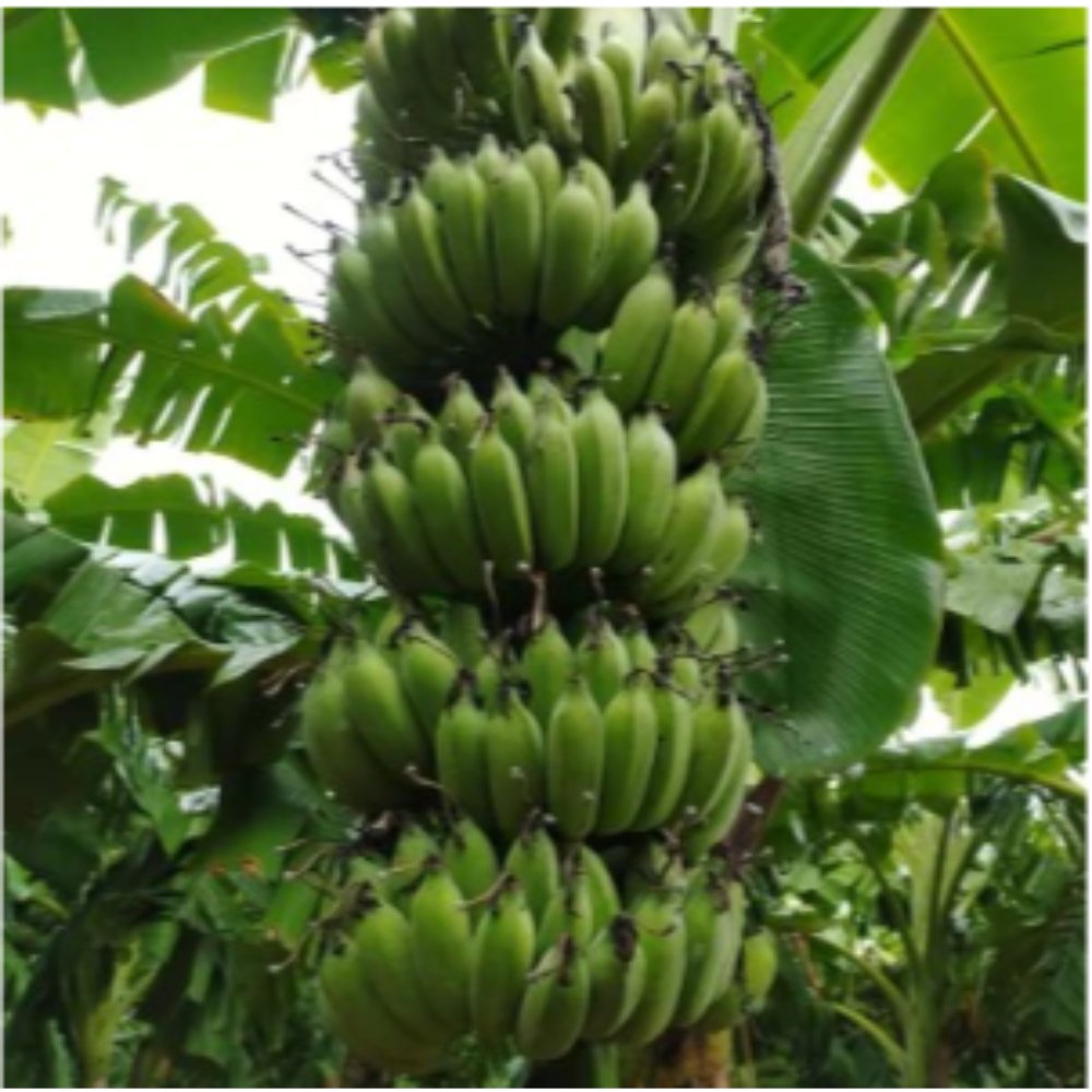 Banana Amruthapani – Fruit Plants & Tree