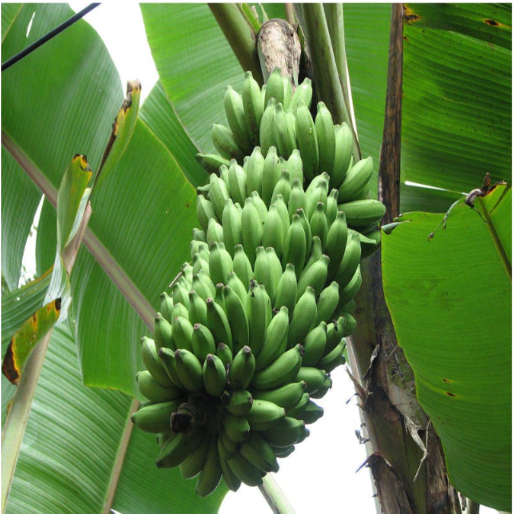 Banana Amruthapani – Fruit Plants & Tree2