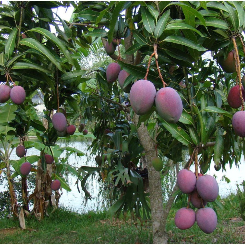 Black Mango Fruit Plant – Mango Tommy Atkins –