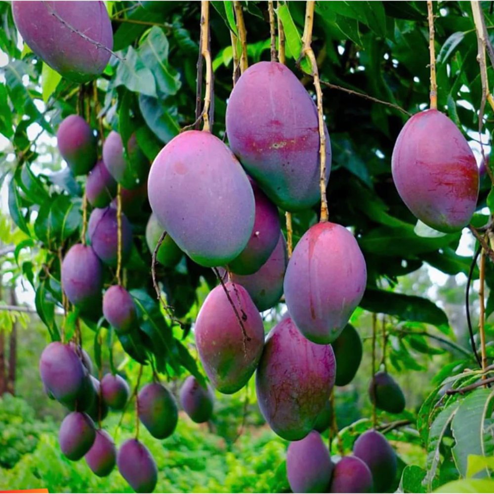 Black Mango Mango Tommy Atkins – Fruit Plant