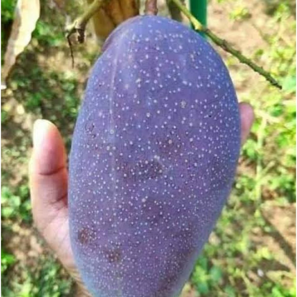 Black stone mango Fruit Plant