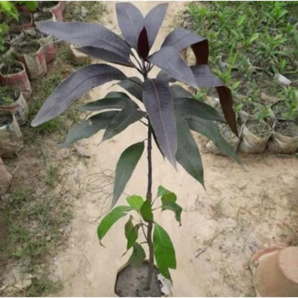Black stone mango Fruit Tree