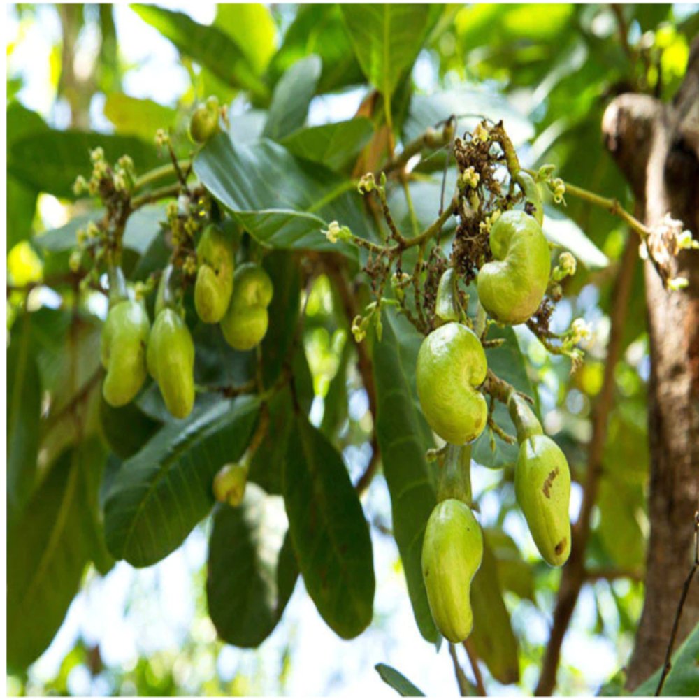 Cashew Nut Tree(Grafted)-Fruit Plants & Tree1
