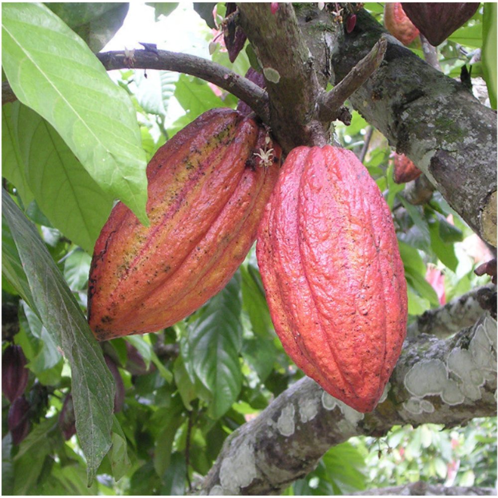 CocoaCacao Fruit – Fruit Plants Plantation crops