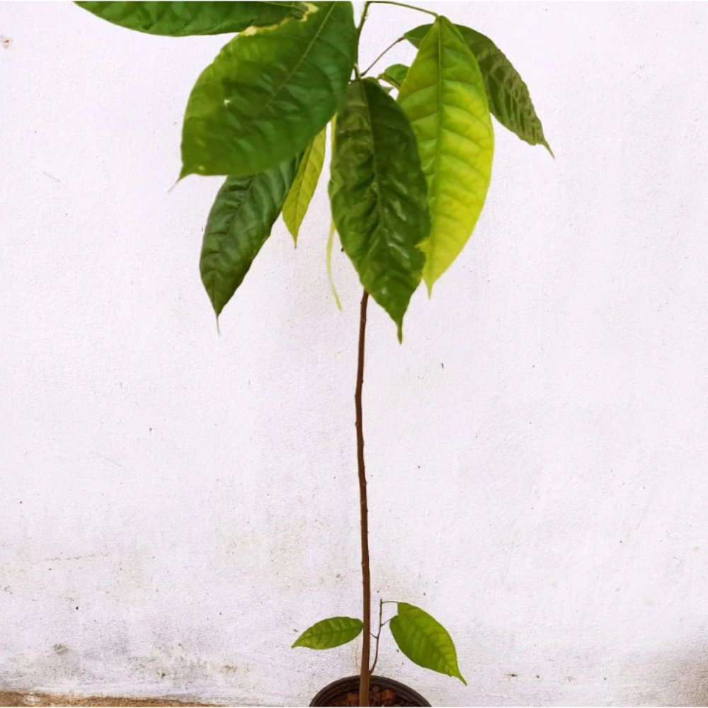 CocoaCacao Fruit – Fruit Plants & Plantation crops1