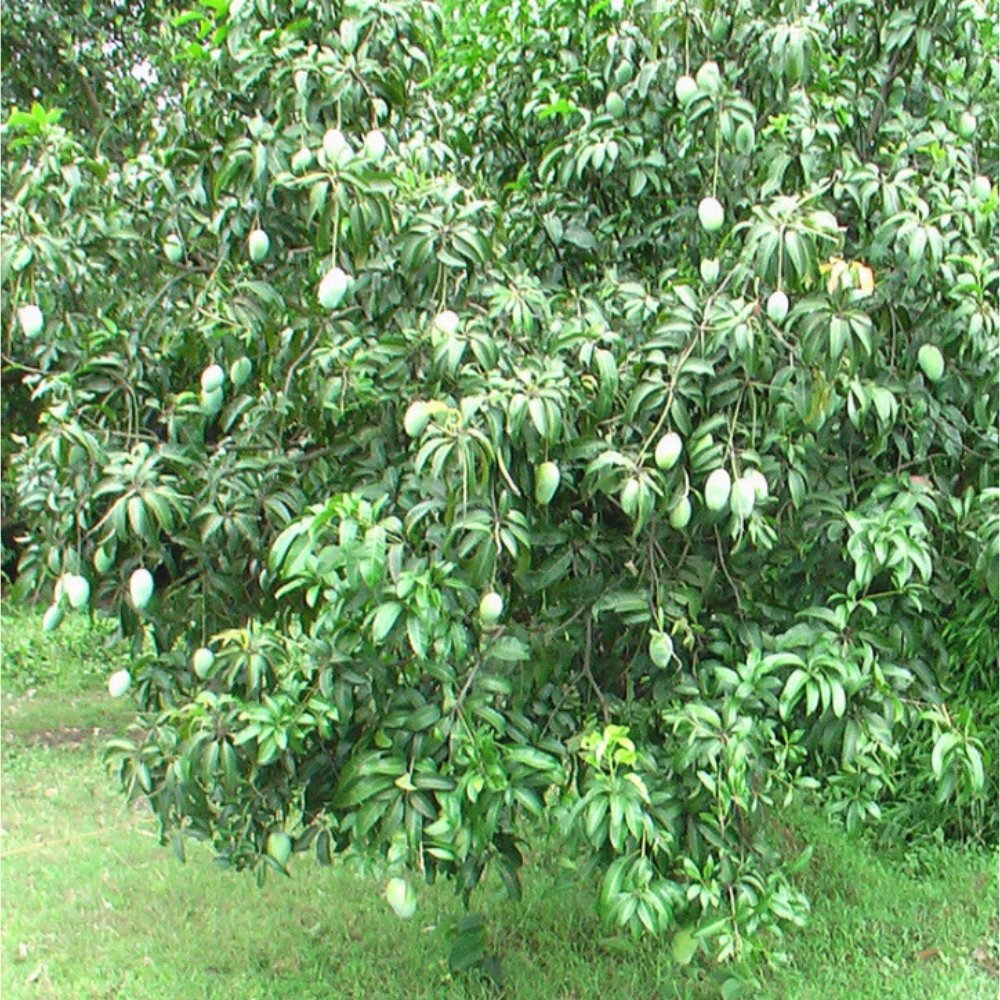 Dasheri Mango Fruit Tree