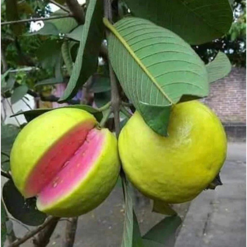 Guava Arka Kiran(Pink flesh&soft seeds) – Fruit Plants