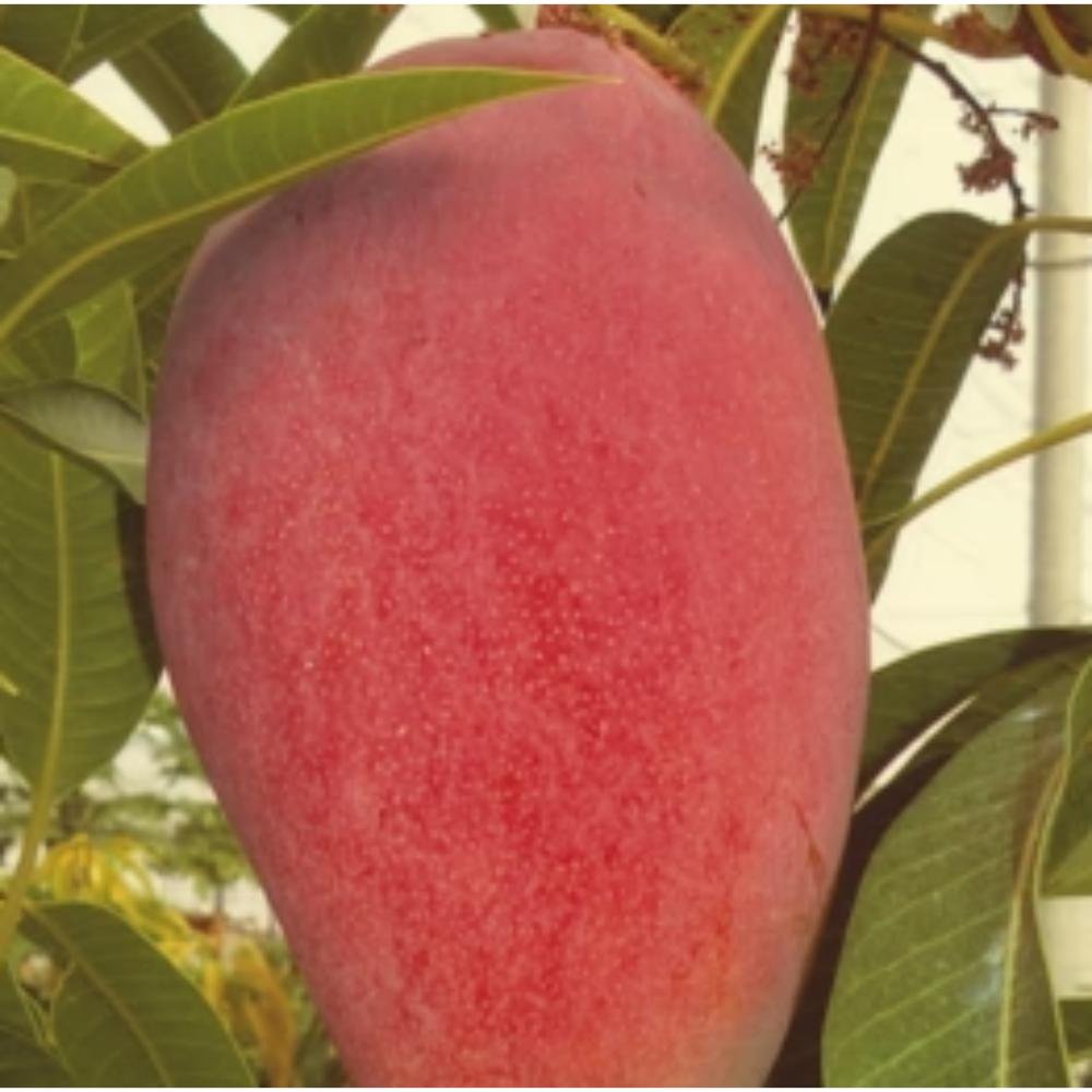 Irwin Mango Plant-Grafted, Fruit & Tree
