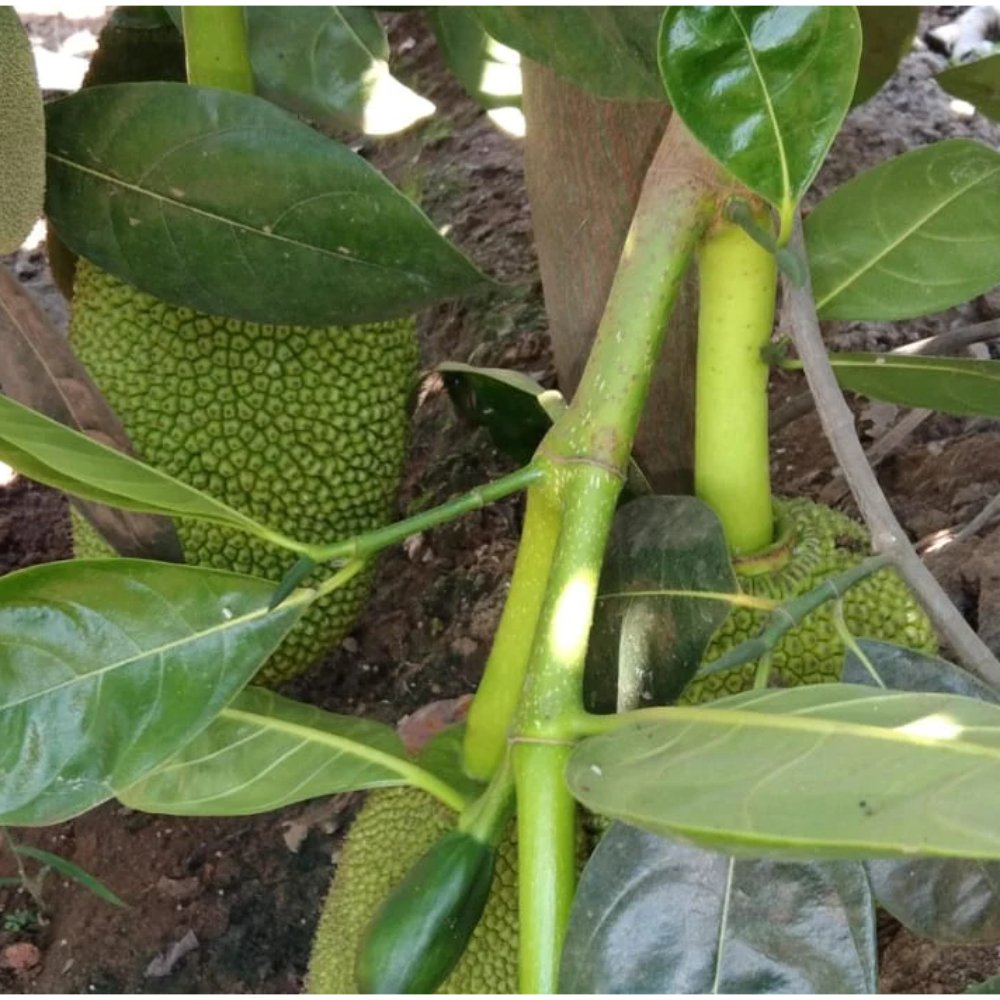 Jackfruit Plant – Vietnam Super Early Jackfruit