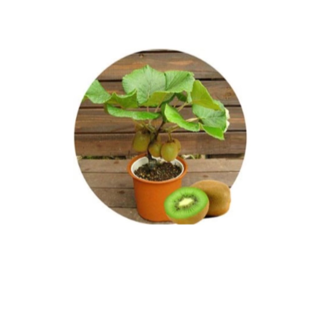 Kiwi Fruit Dwarf Female (Grafted) – Fruit Plant1
