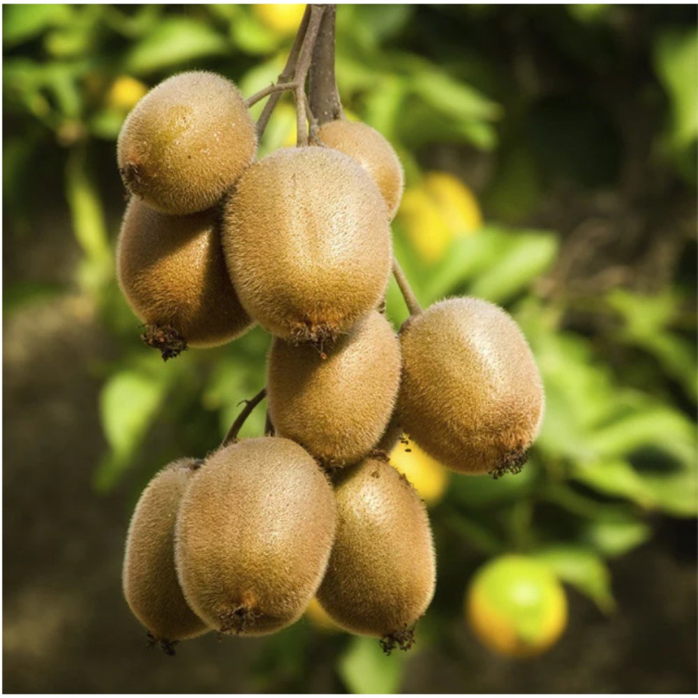 Kiwi Fruit (Grafted) – Hayward Variety