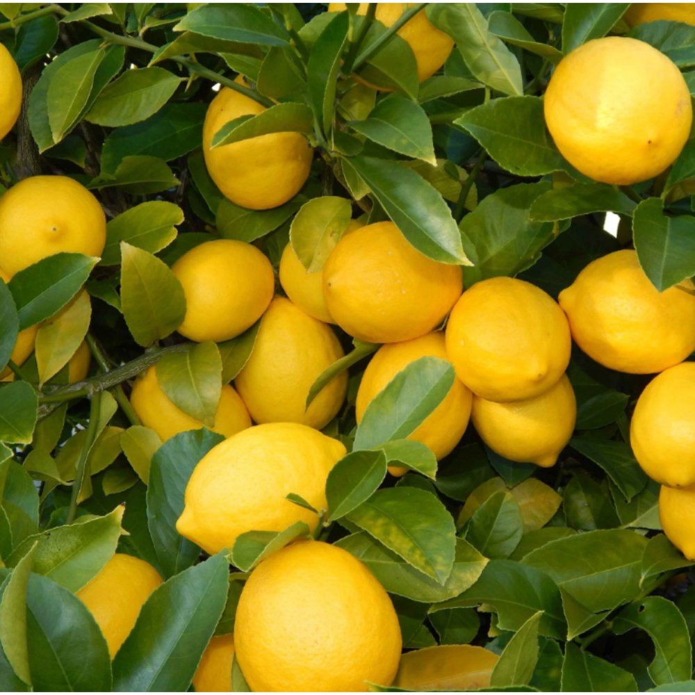 Lemon Plant Seedless