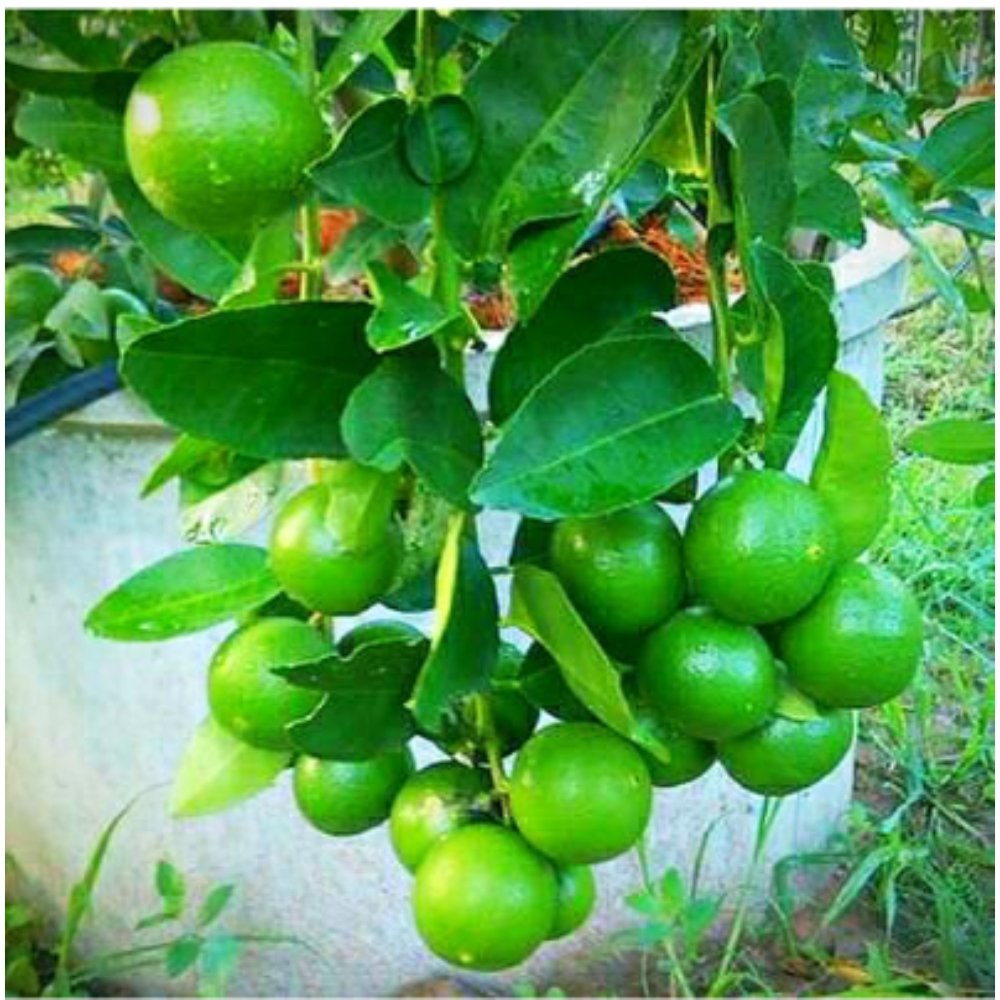 Lemon Seedless – Fruit Plants & Tree