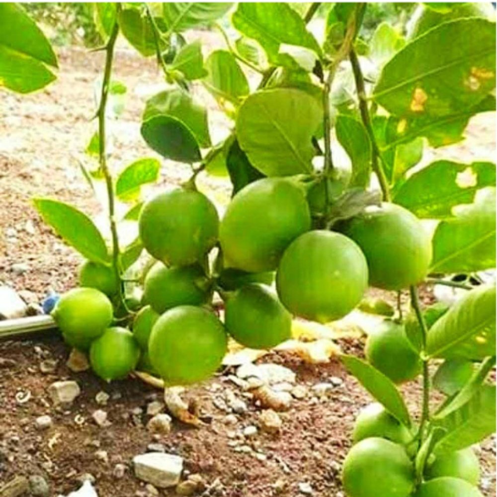 Lemon Seedless – Fruit Plants & Tree1