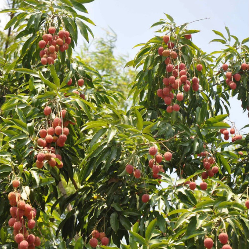 Litchi Fruit Plants & Tree