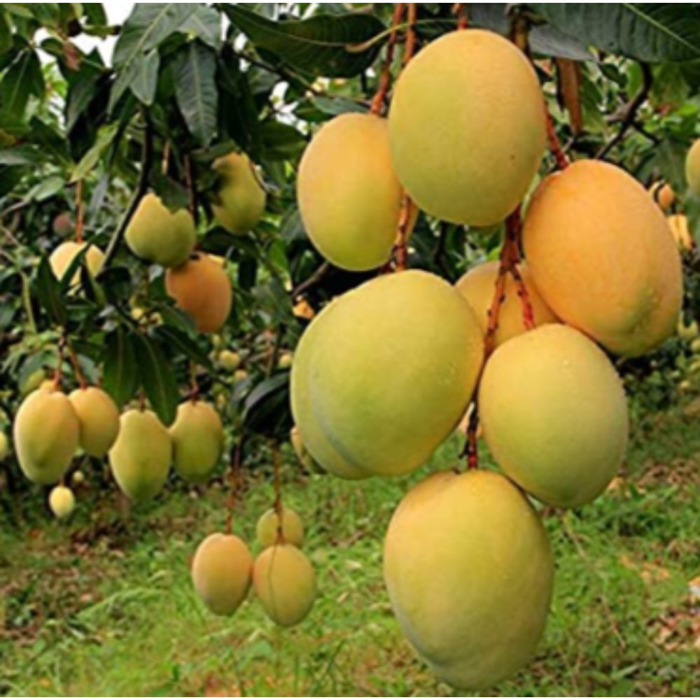 Mango Alphonso(Grafted) – Fruit Plants & Tree