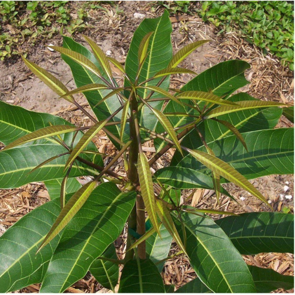 Mango Alphonso(Grafted) – Fruit Plants & Tree1