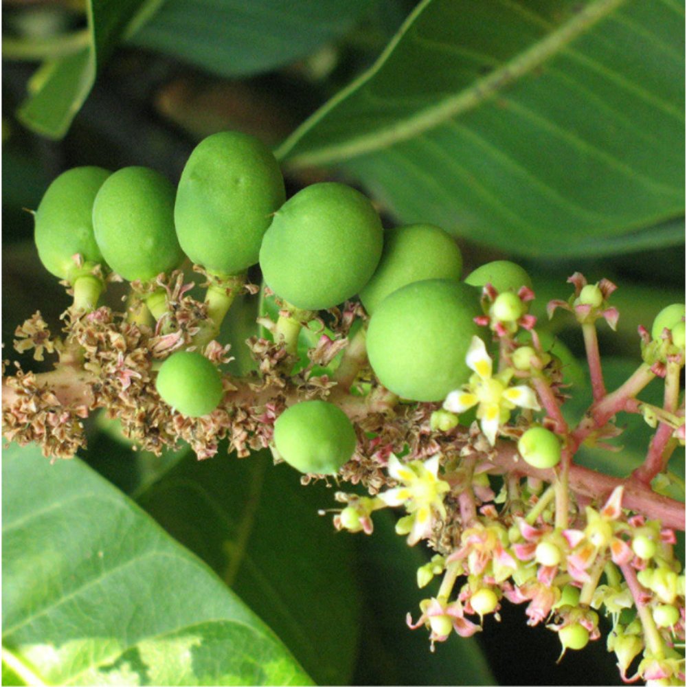 Mango Benishan Banaganpalli(Grafted) – Fruit Plants Tree1