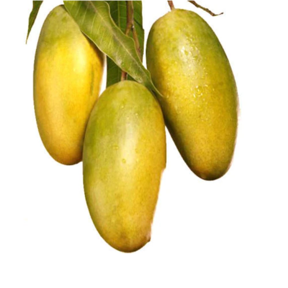 Mango Dasheri Fruit Tree