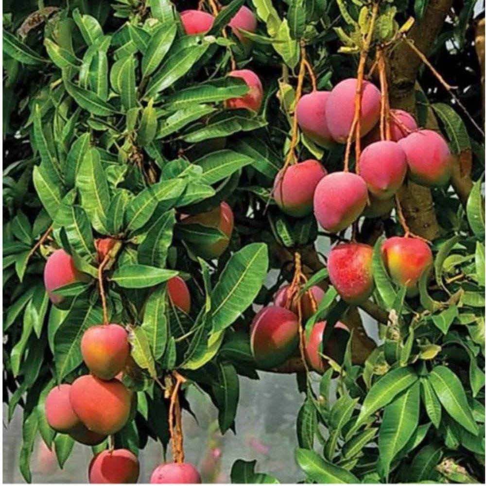 Mango Palmer(Grafted) – Exotic Fruit Plants