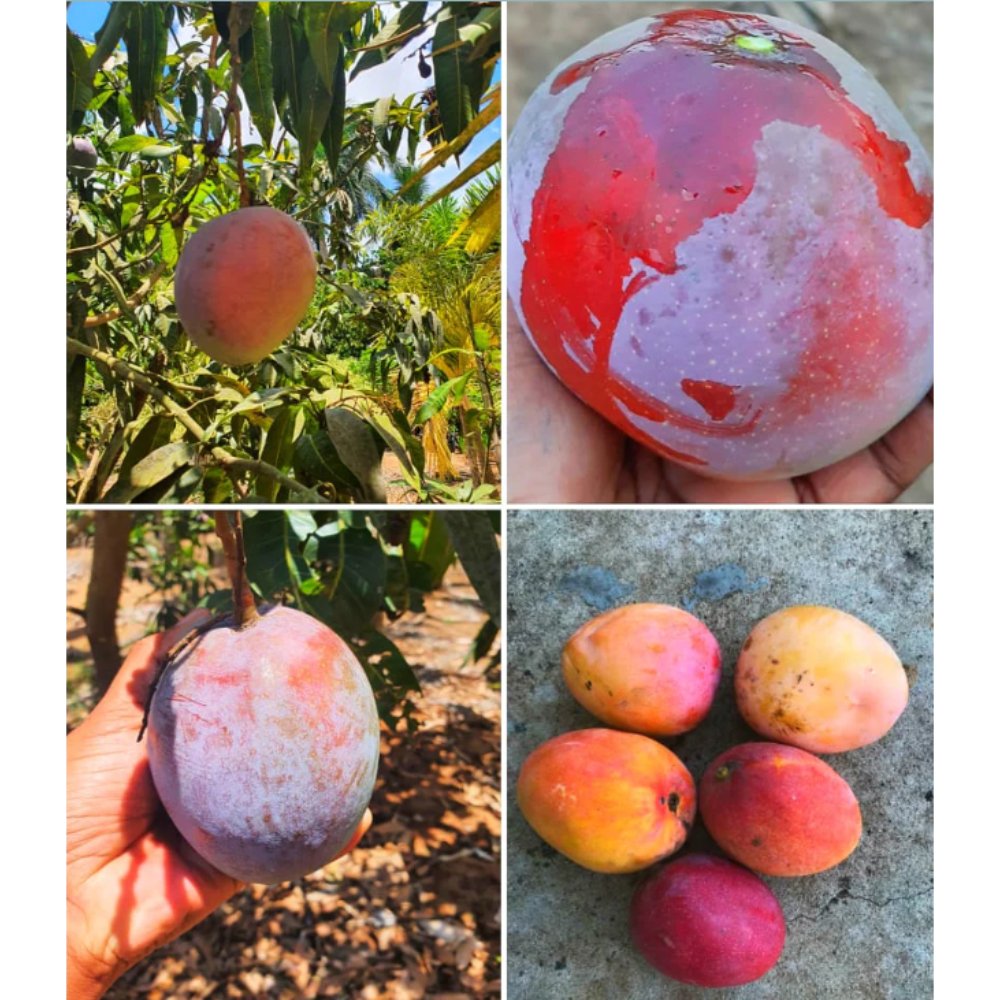 Mango Palmer(Grafted) – Exotic Fruit Plants1