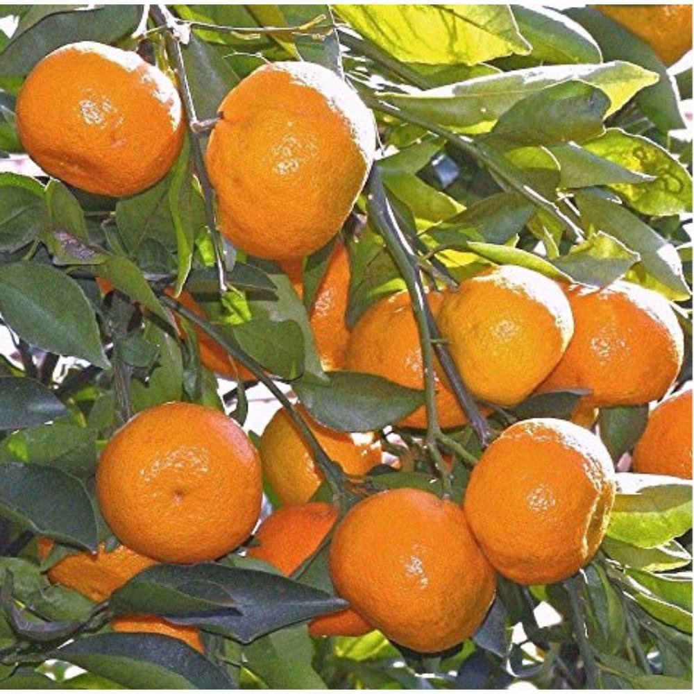 Orange Nagpur(Grafted) – Fruit Plants & Tree