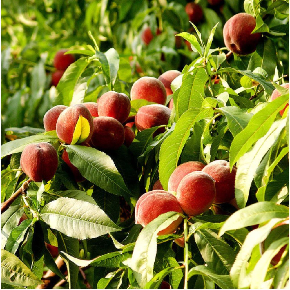 Peach (Grafted)- Fruit Plants & Tree2