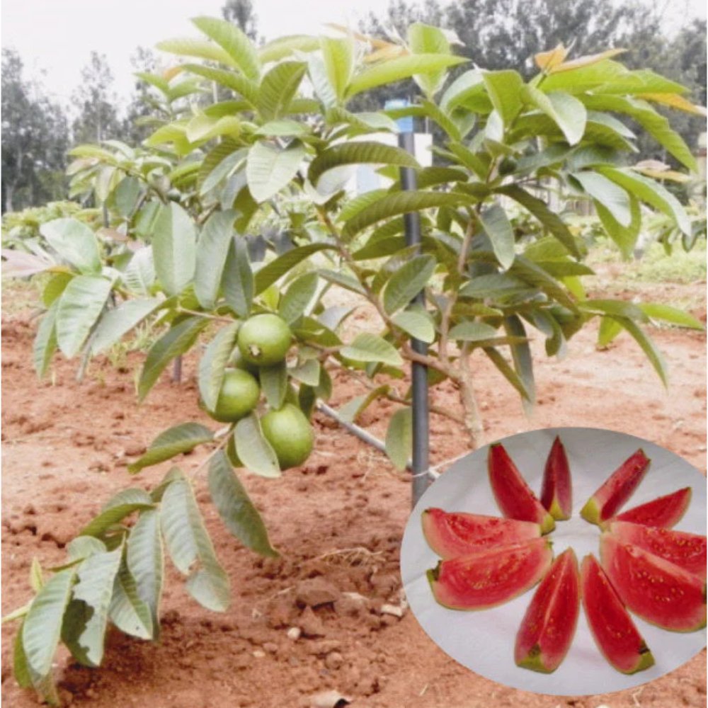 Pink Guava Fruit Plants Arka Kiran(Pink flesh&soft seeds) –