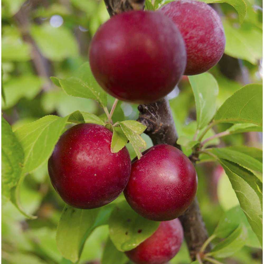Plum Fruit (Grafted) – Fruit Plants & Tree