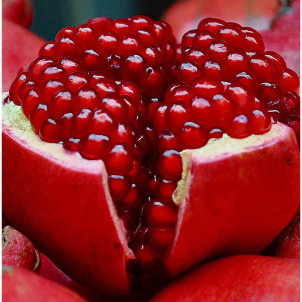 Pomegranate Bhagwa – Fruit Plants & Tree