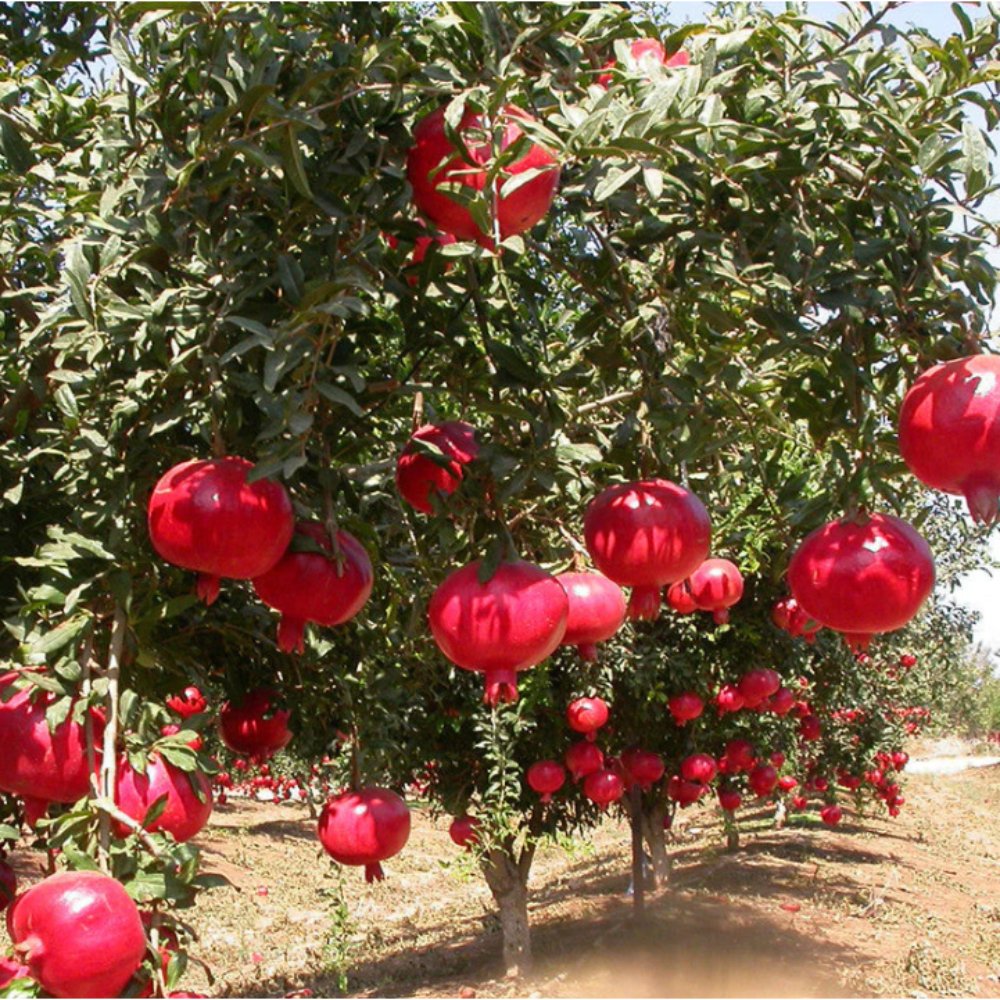 Pomegranate Bhagwa Tree- Fruit Plants & Tree
