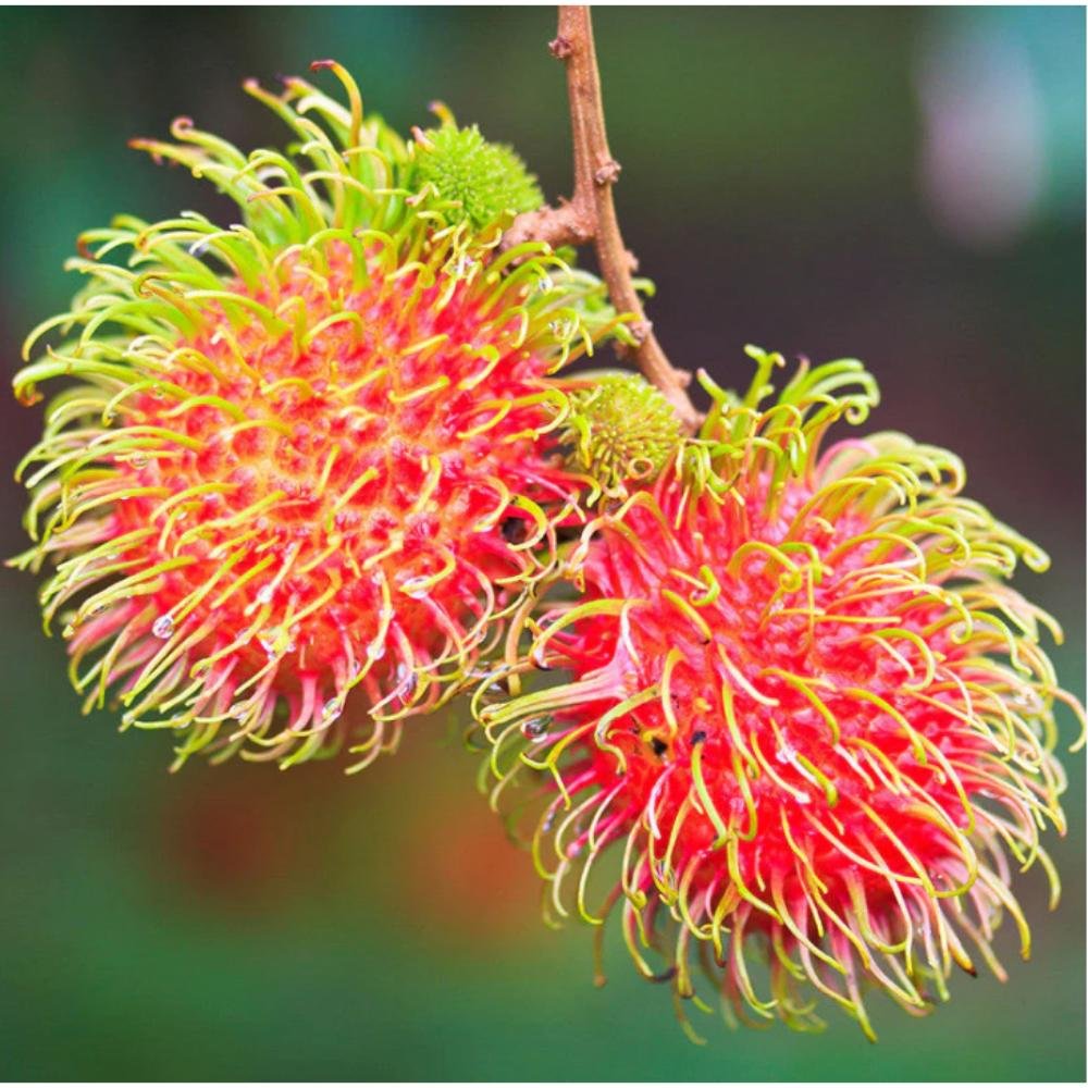 Rambutan Fruit – Fruit Plants & Tree