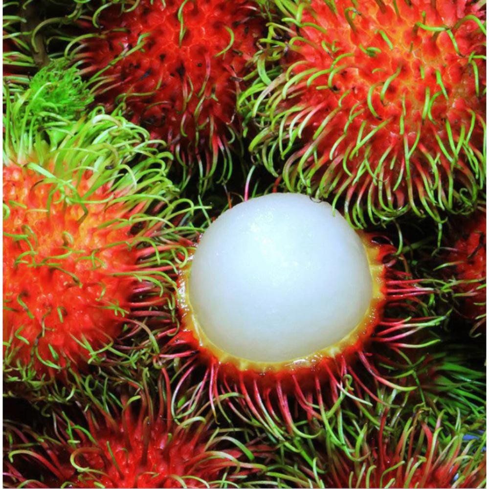 Rambutan Fruit Plant – Fruit Plants & Tree