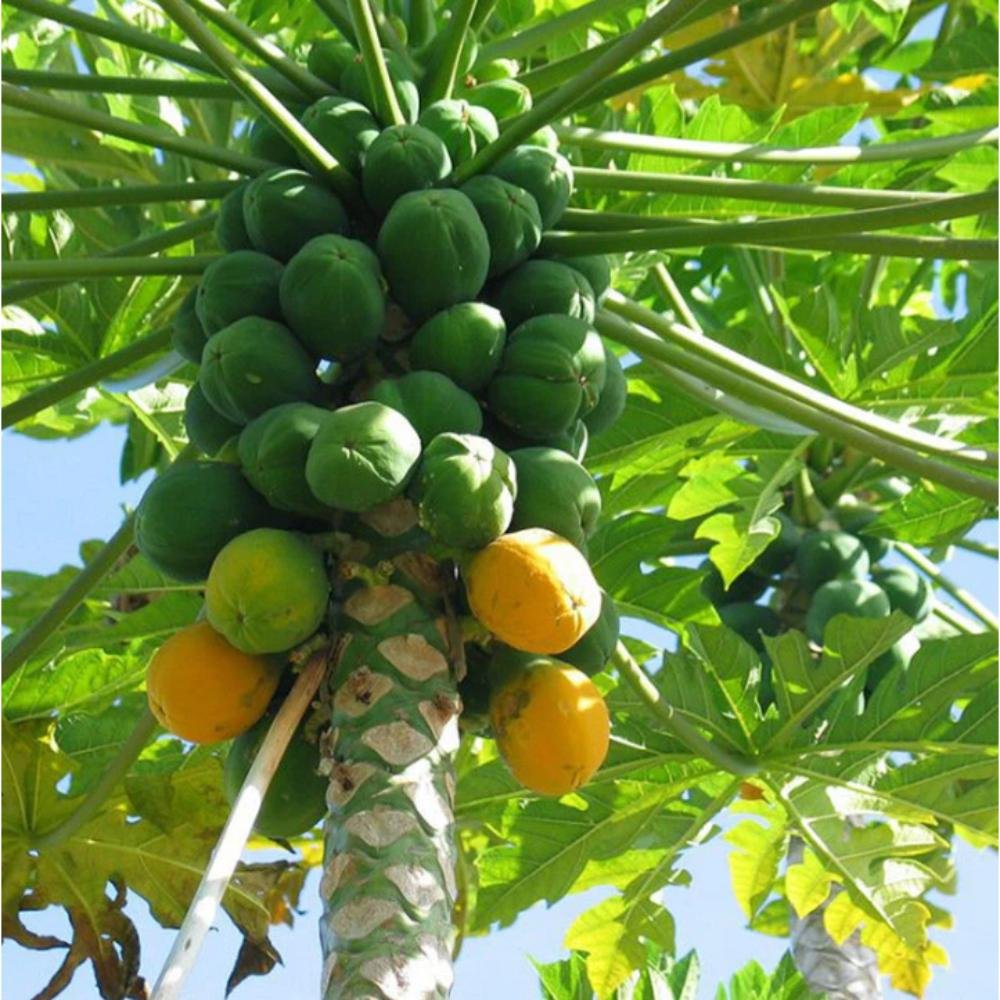 Red Papaya – Fruit Plants & Tree