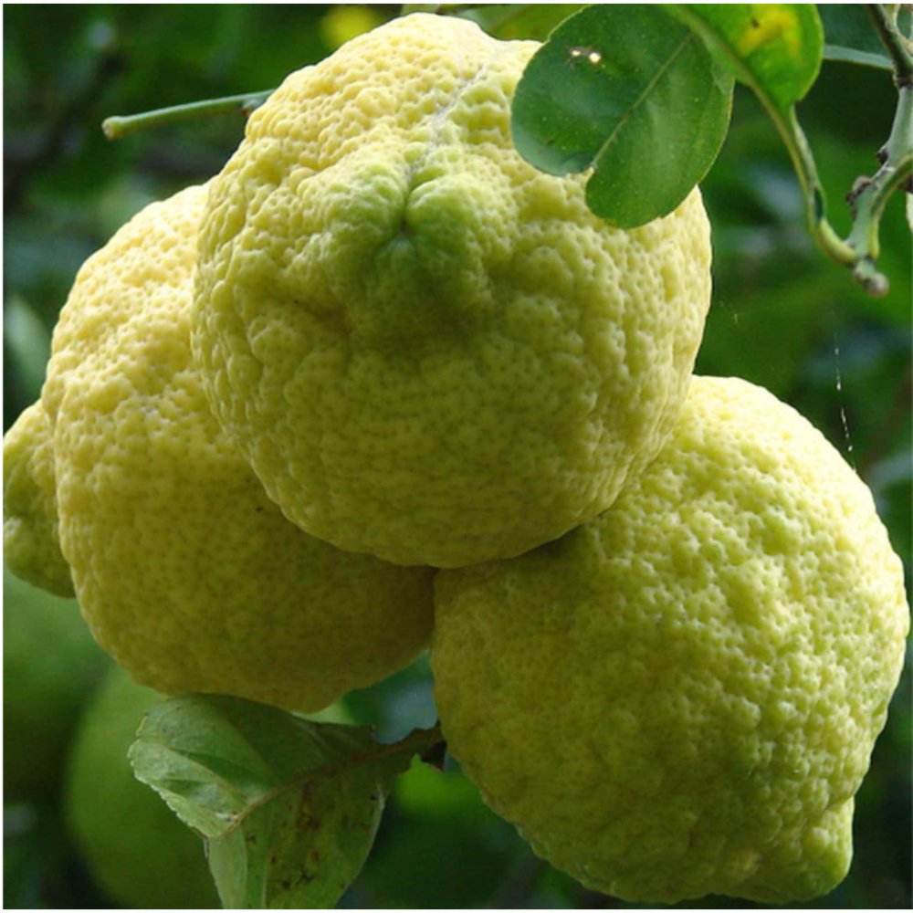 Rough Lemon – Fruit Plants & Tree