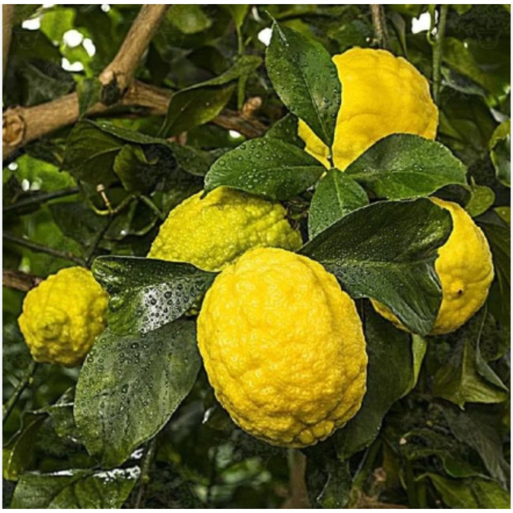 Rough Lemon – Fruit Plants & Tree1