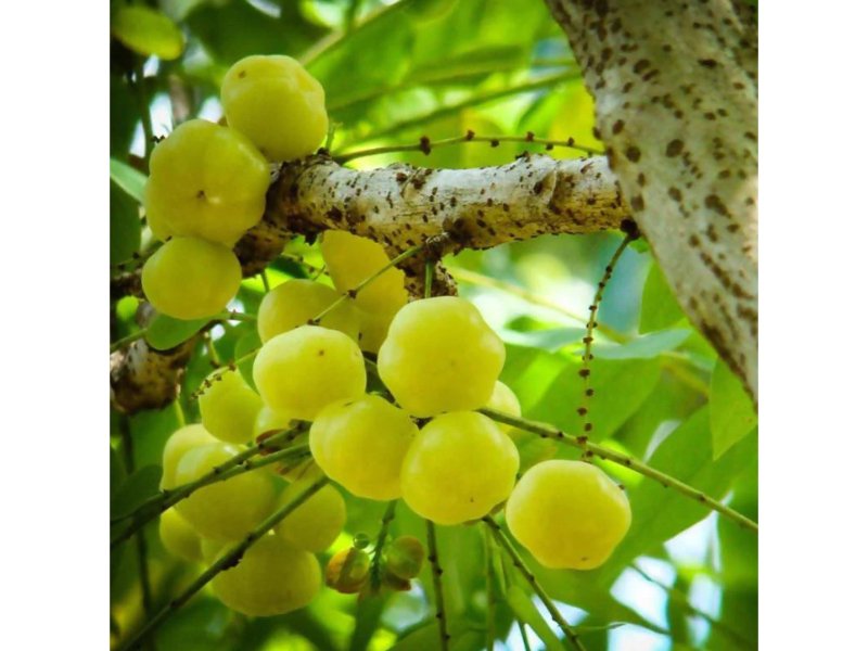 Star Gooseberry Fruit Plants & Tree Phyllanthus acidus-