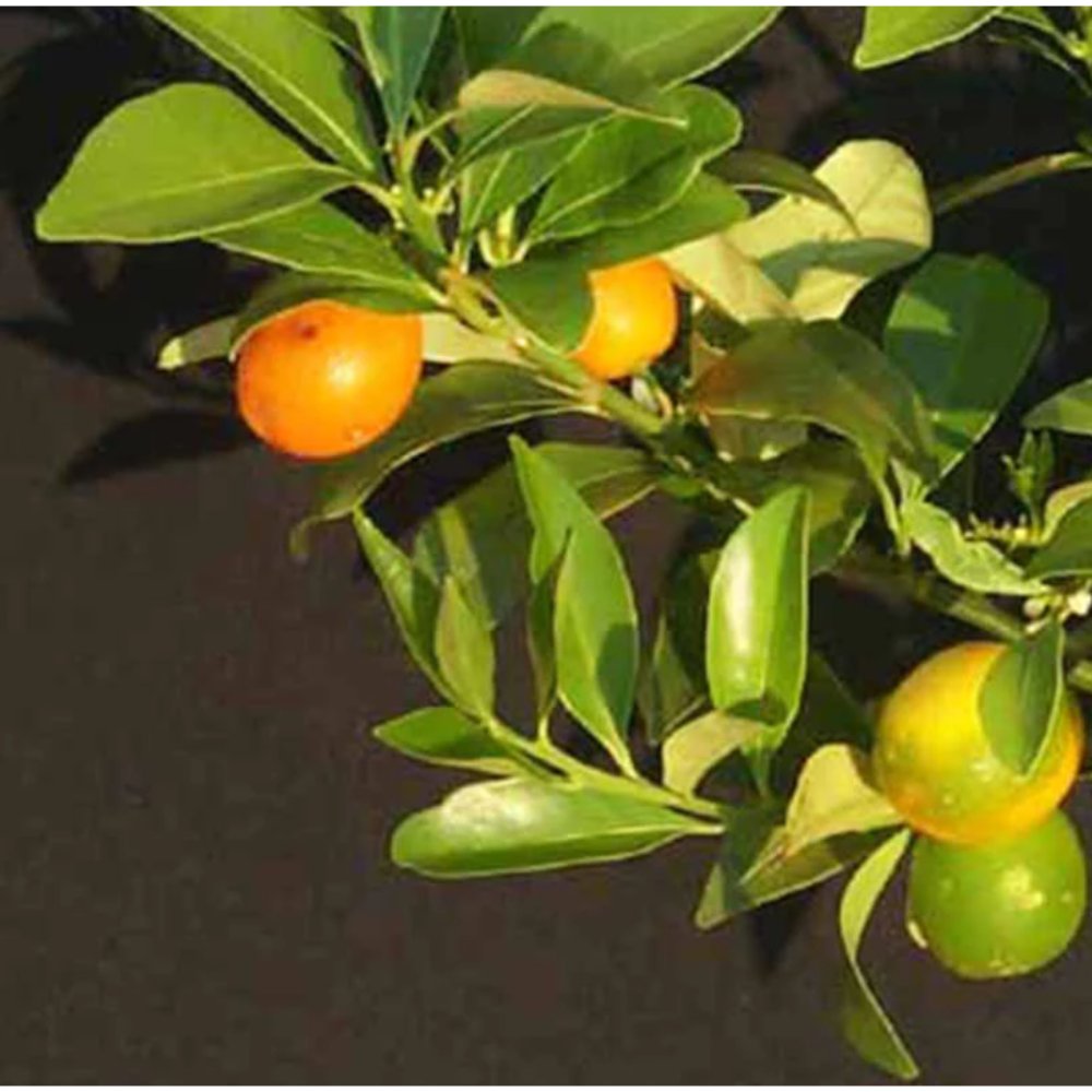 Sweet Lemon Fruit Plants Kumquat(Grafted) – & Tree