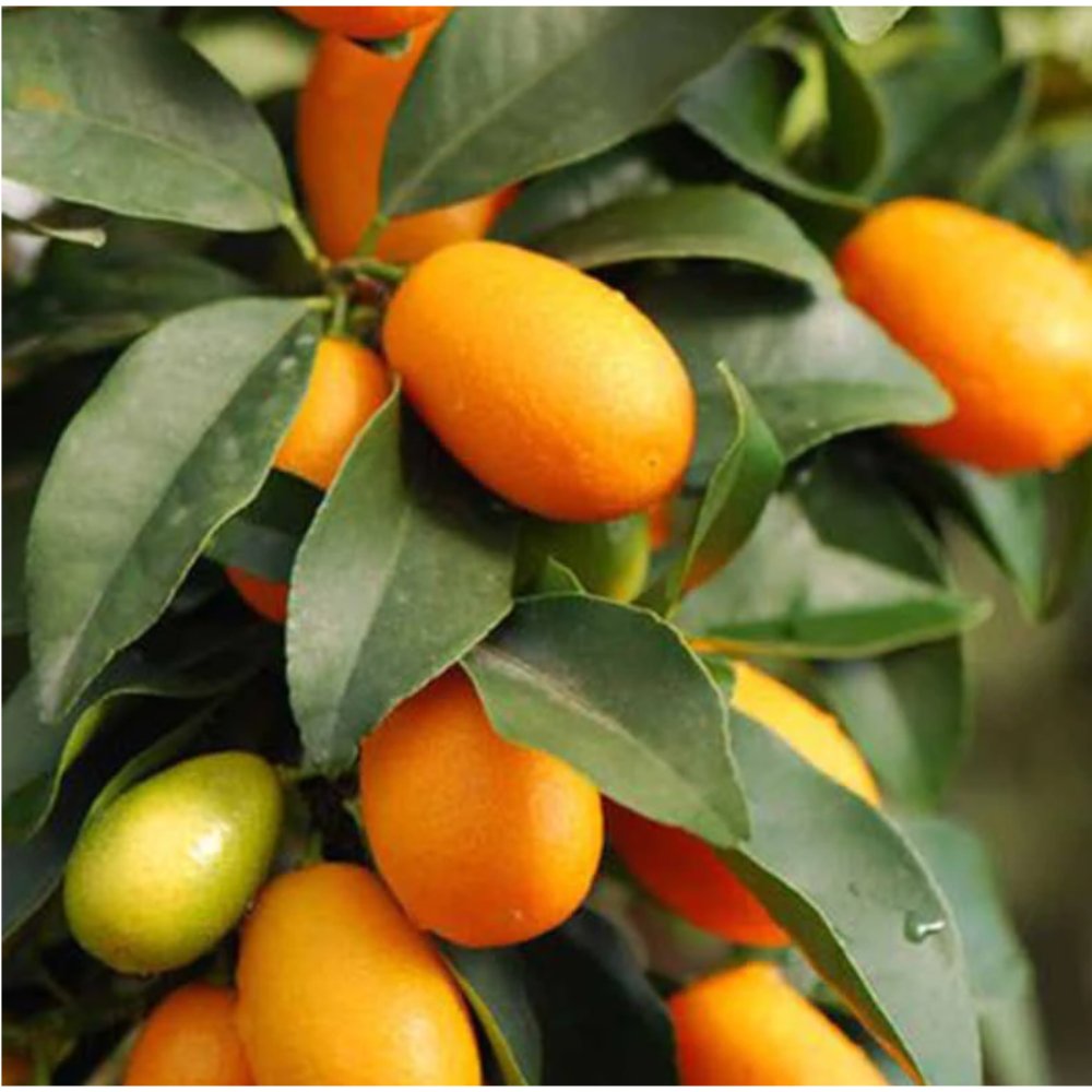Sweet Lemon Kumquat(Grafted) – Fruit Plants & Tree