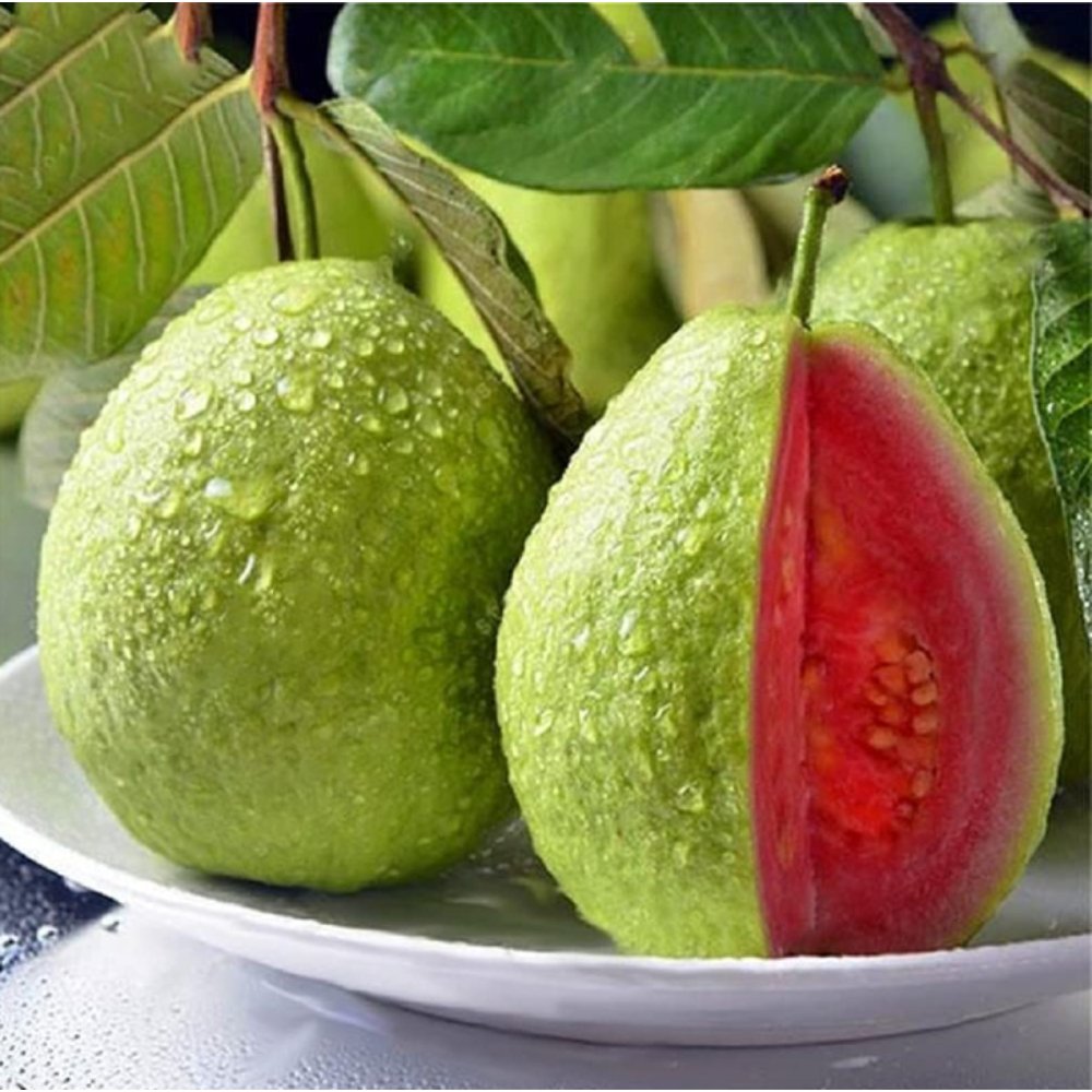 Taiwan Pink Guava Fruit Plant