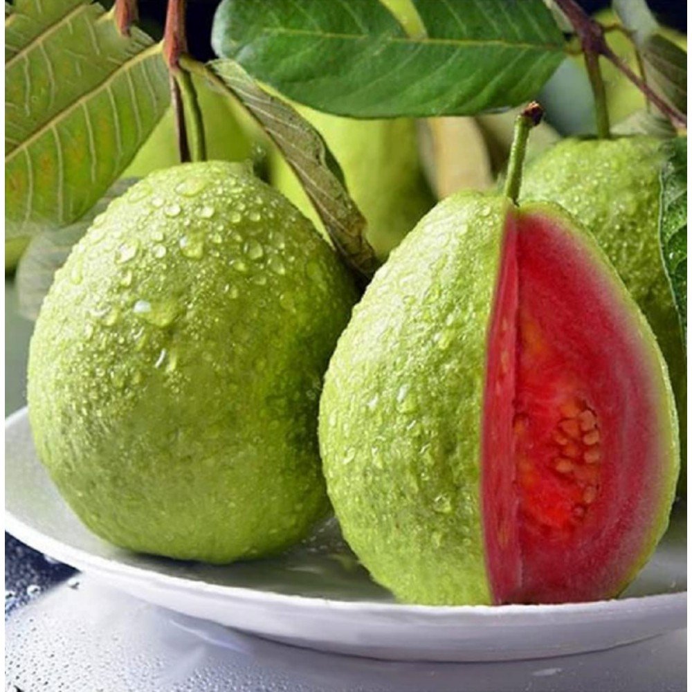 Taiwan Pink Guava Fruit Plant