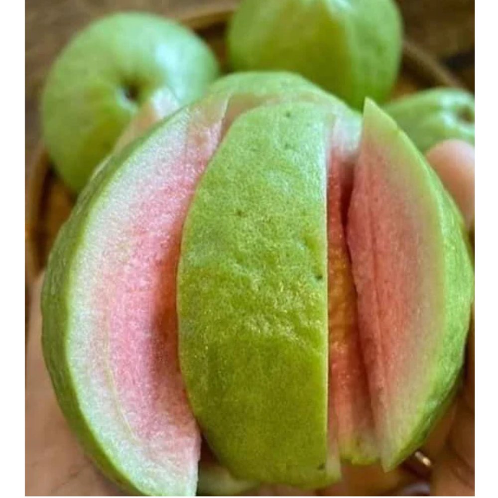 Taiwan Pink Guava Fruit Tree